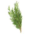 Cypress essential oil 15 ml - doTERRA