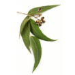 Kép 2/2 - Eucalyptus – Eukaplitusz illóolaj 15 ml - doTERRA