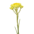 Kép 2/2 - Helichrysum – Olasz szalmagyopár illóolaj 5 ml - doTERRA