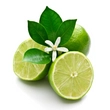 Kép 2/2 - Lime – Zöld citrom illóolaj 15 ml - doTERRA