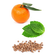 Kép 2/2 - Motivate Bátorító keverék olaj 5 ml - doTERRA