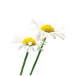 Kép 2/2 - RomanChamomile – Római kamilla illóolaj 5 ml - doTERRA