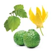 Kép 2/2 - Whisper keverék olaj nőknek 5 ml - doTERRA