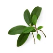 Kép 2/2 - Wintergreen – Kúszó fajdbogyó illóolaj 15 ml - doTERRA