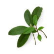 Wintergreen – Kúszó fajdbogyó illóolaj 15 ml - doTERRA