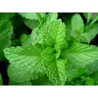 Kép 2/2 - Peppermint – Borsmenta illóolaj 15 ml - doTERRA