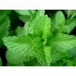Picture 2/2 -Peppermint essential oil 15 ml - doTERRA