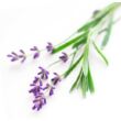 Picture 2/2 -Lavender essential oil 15 ml - doTERRA