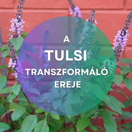 Valódi wellnessben lubickolva: A Tulsi transzformáló ereje