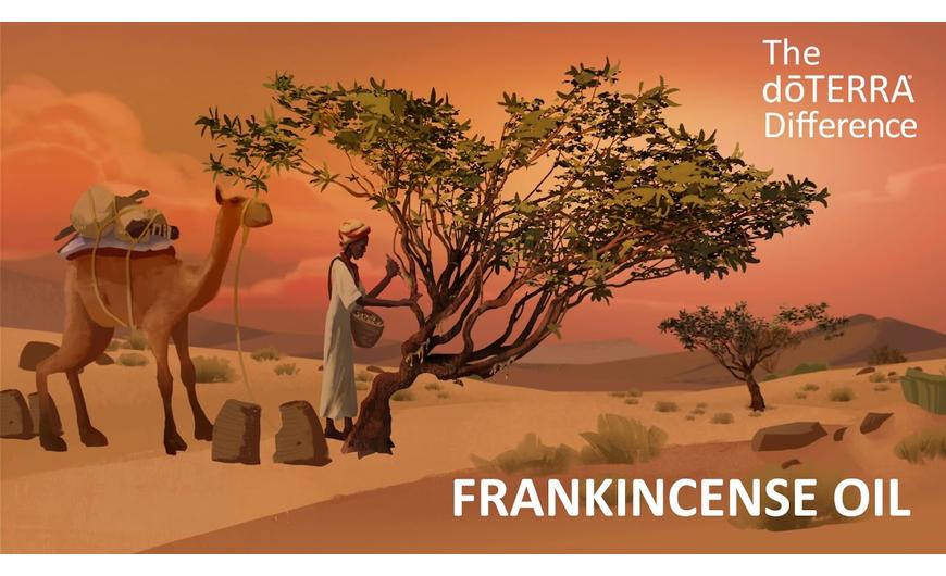 Frankincense - from deep meditation to healing cancer